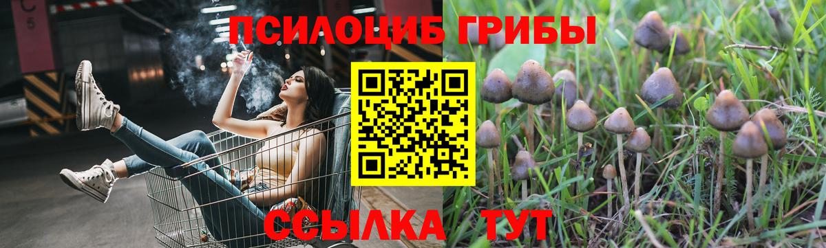 Галлюциногенные грибы Psilocybine cubensis Гусиноозёрск
